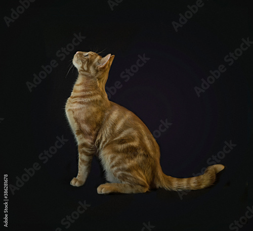 orange tabby cat profile