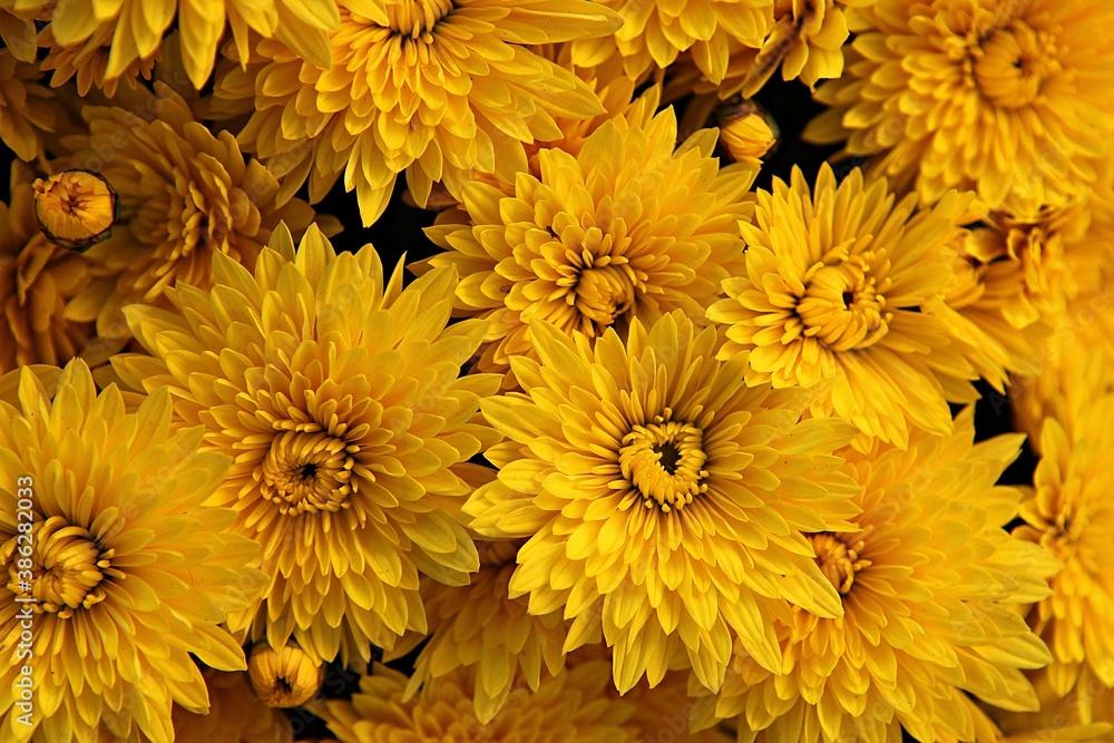 한국 인천시 부평구 부평문화의거리꽃축제에다녀왔습니다