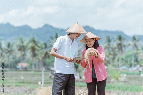 two farmers wearing hats holding rice plants and observing the yield while standing using tablets in the fields