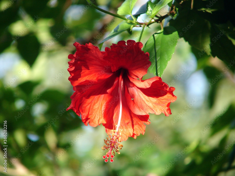 Flor Hibiscus roja en el centro con fondo difuminado Flor Hibiscus roja en el centro con fondo difuminado