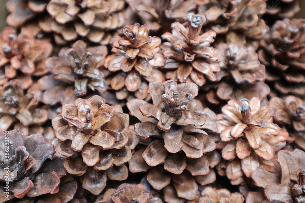 pine cones background