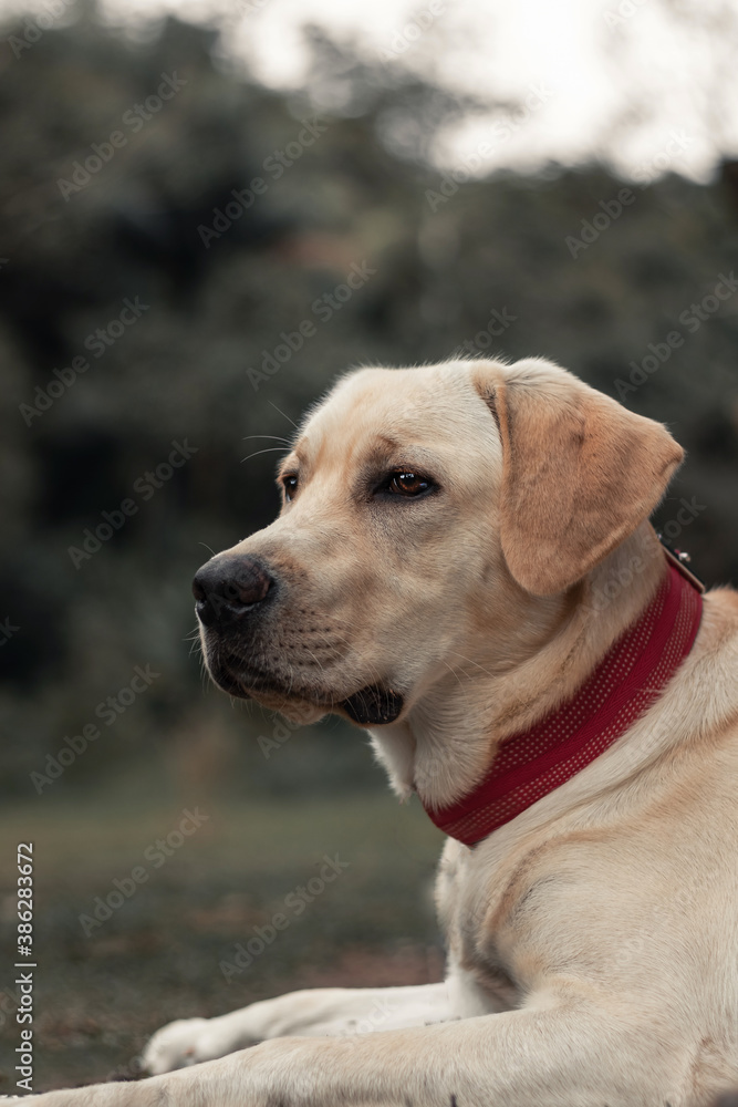 Labrador Retriever, Pet, Animal, Dog, Looking, Portrait, Wellow, White