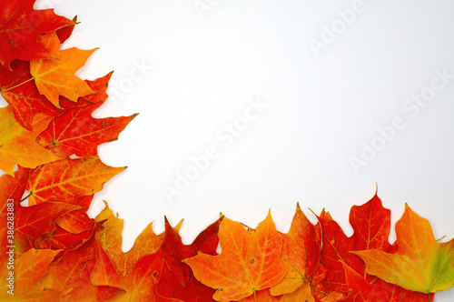 Lower left autumn leaf border background