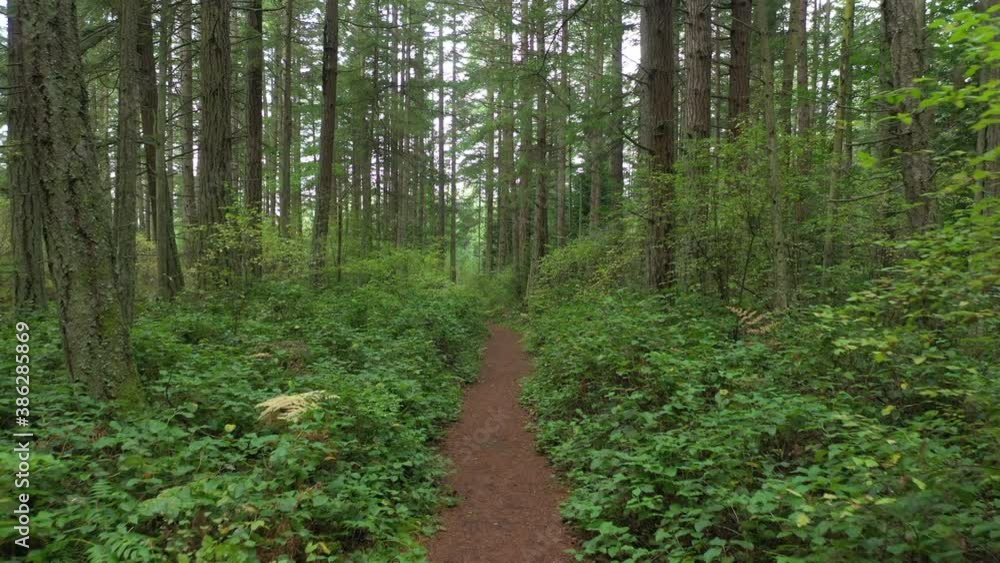 Lush Green Pacific Northwest Rain Forest. Inspiring trip traveling through this dense Douglas Fir and verdant green understory. Nature at its finest. Lush Green Pacific Northwest Rain Forest. Inspiring trip traveling through this dense Douglas Fir and verdant green understory. Nature at its finest.