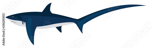 Thresher shark, illustration, vector on white background.