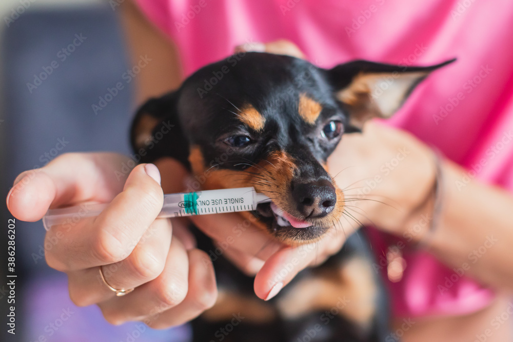 Giving dog medicine syringe cheap