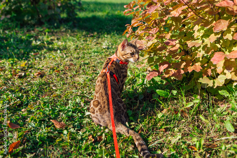 Obraz premium Cute little bengal kitty cat walking outdoors close to the maple tree