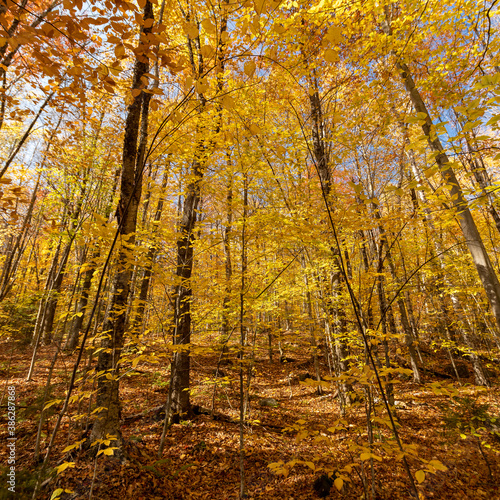 A New England forest prepares for the winter to come with a bright display of yellow and orange hues