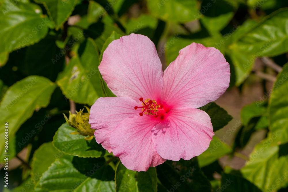 pink hibiscus flower pink hibiscus flower
