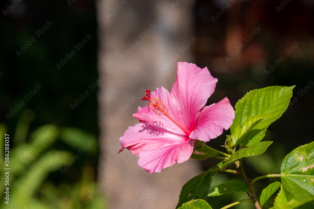 Obraz premium pink hibiscus flower