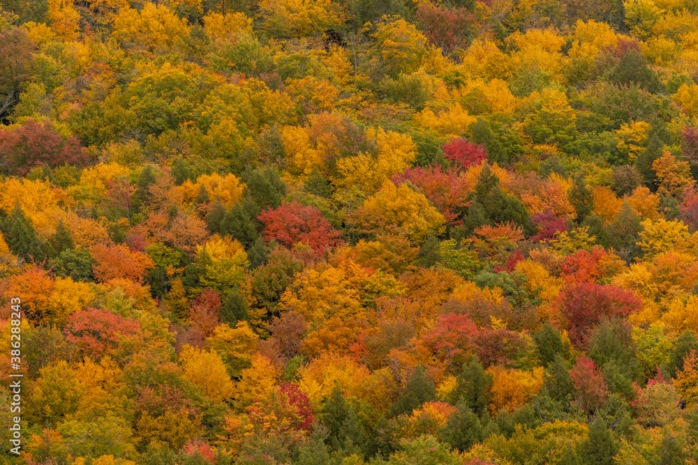 Red, yellow, and orange leaves nearly overpower the evergreens of New England at the peak of fall foliage Red, yellow, and orange leaves nearly overpower the evergreens of New England at the peak of fall foliage