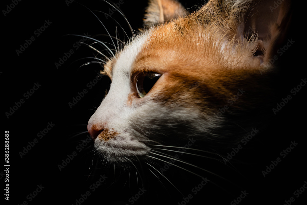 Φωτογραφία primer plano de cara de gato de tres colores de costado con luz cenital y fondo