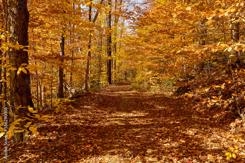 Birch and Oak trees line a New England trail, having already covered the path with their leaves