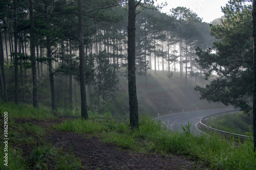 misty morning in the forest