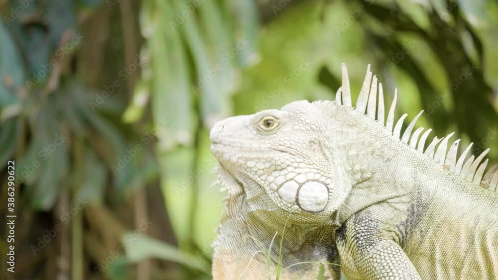 Green Iguana with Yellow Paws is Eating Grass in a Garden in Medellin, Colombia Green Iguana with Yellow Paws is Eating Grass in a Garden in Medellin, Colombia