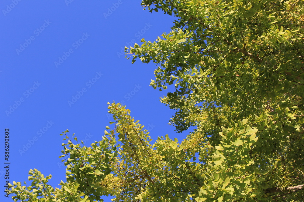 青空とイチョウ