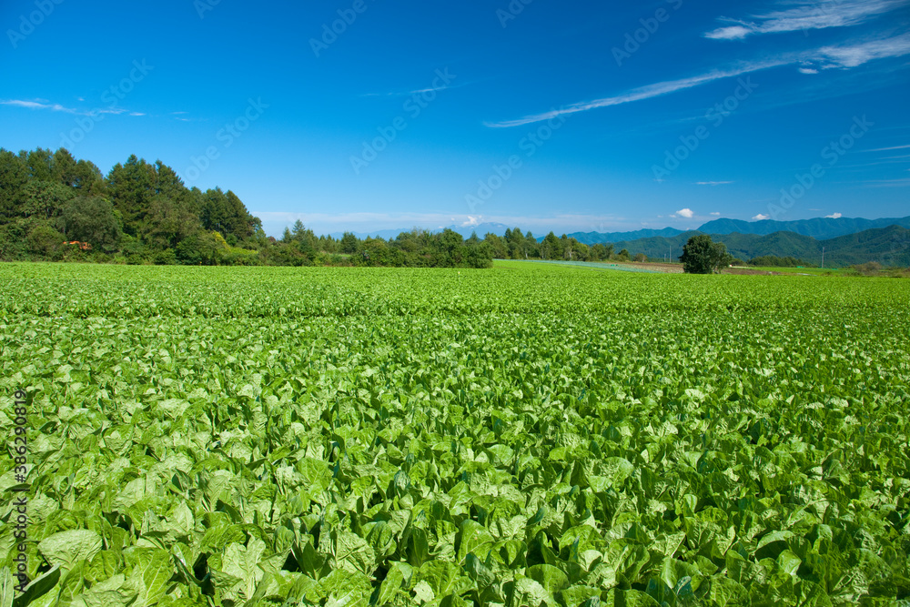 野菜畑 野菜畑