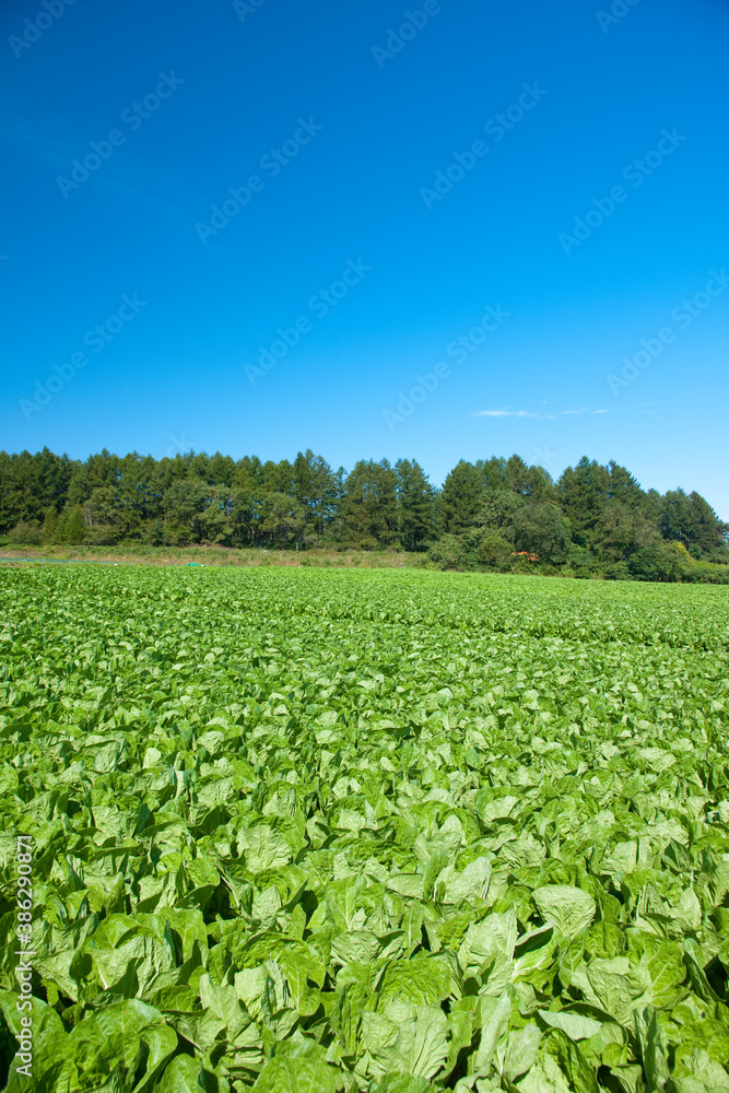 野菜畑 野菜畑