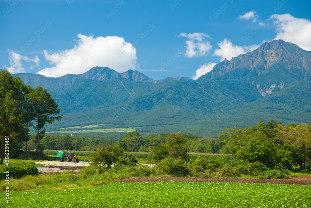 八ヶ岳とレタス畑 八ヶ岳とレタス畑