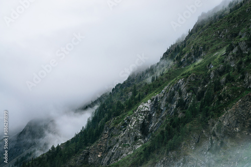Coniferous forest on mountainside among low clouds. Atmospheric view to rocky mountains with conifer trees in dense fog. Ghostly foggy forest on big rocks. Minimalist dramatic scenery at early morning