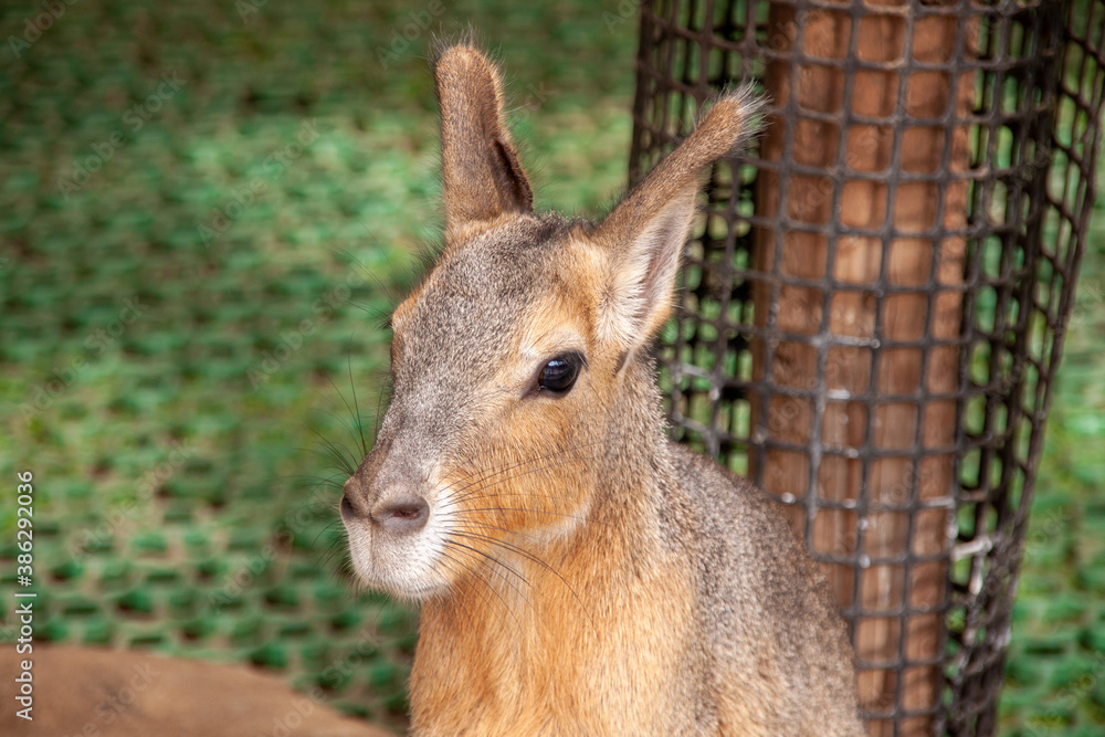 Fototapeta premium 小さなカンガルー