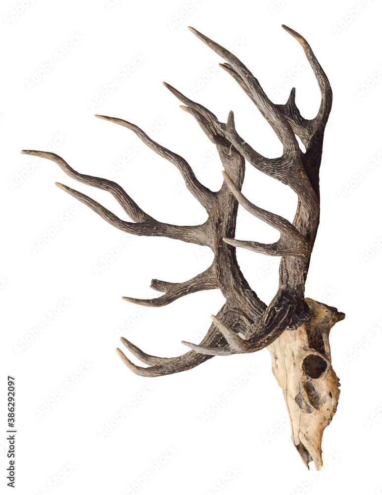 Schomburgk's deer head skull isolated on white background, Extinct animals Schomburgk's deer head skull isolated on white background, Extinct animals