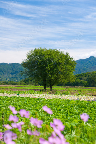 Wallpaper Mural レタス畑とコスモスと樹 Torontodigital.ca