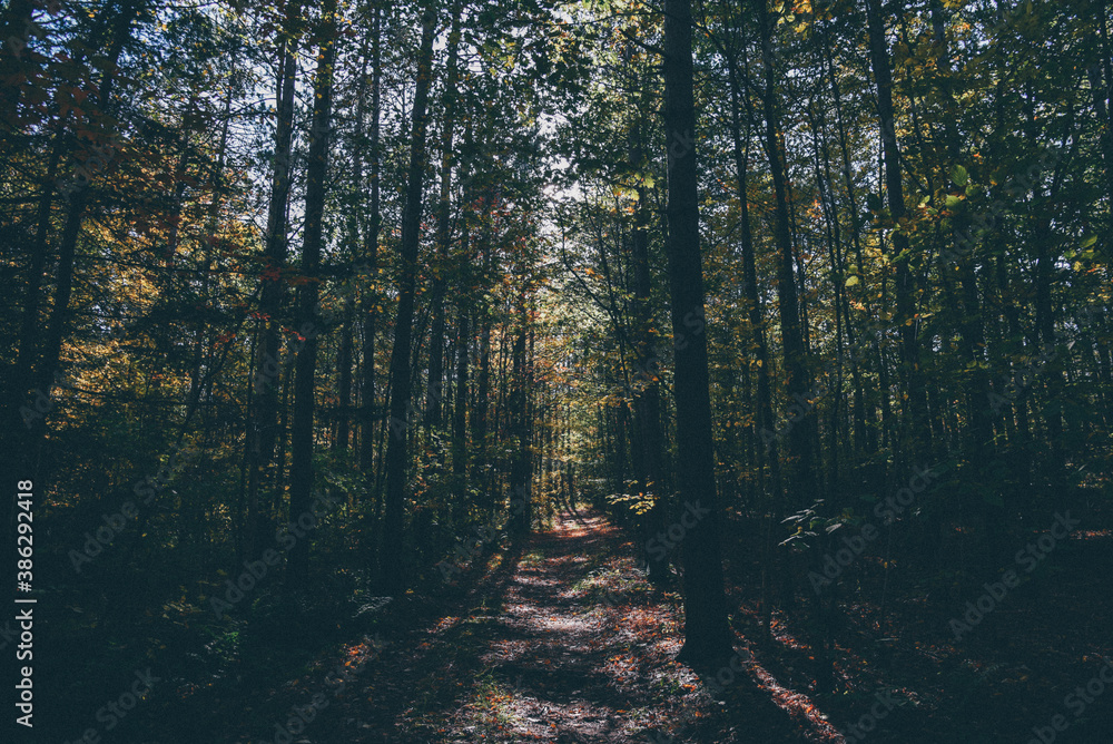 Naklejka premium morning in the forest