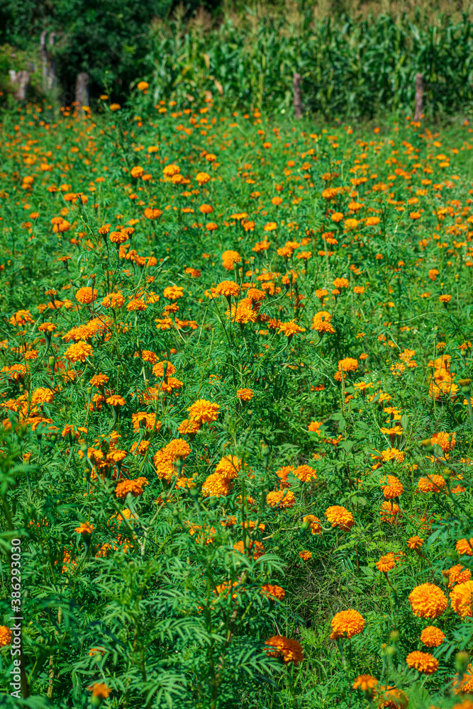 Campo de flores de cempasúchil y mano de león, usadas por los mexicanos para conmemorar el Día de Muertos