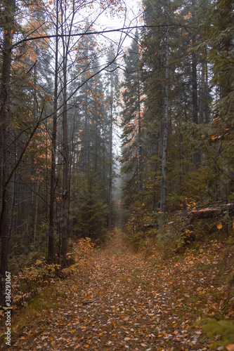 Autumn landscape. Russia. Ural landscape  © Alexei Aliev