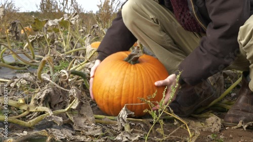 Man picks a large orange pumpkin close up ready for halloween or thanksgiving 