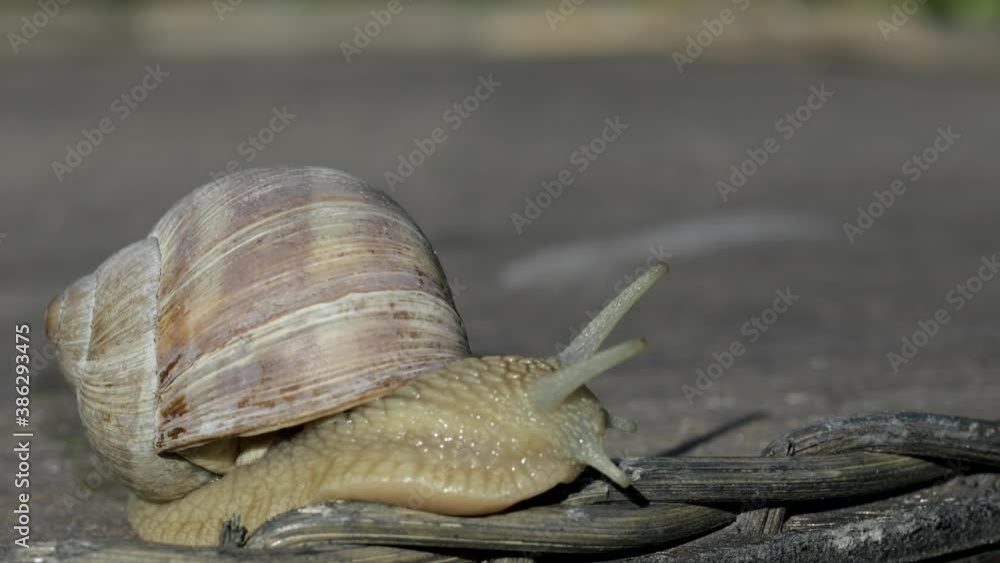 Closeup of a vineyard snail crawling in summer time on a wooden surface. Closeup of a vineyard snail crawling in summer time on a wooden surface.