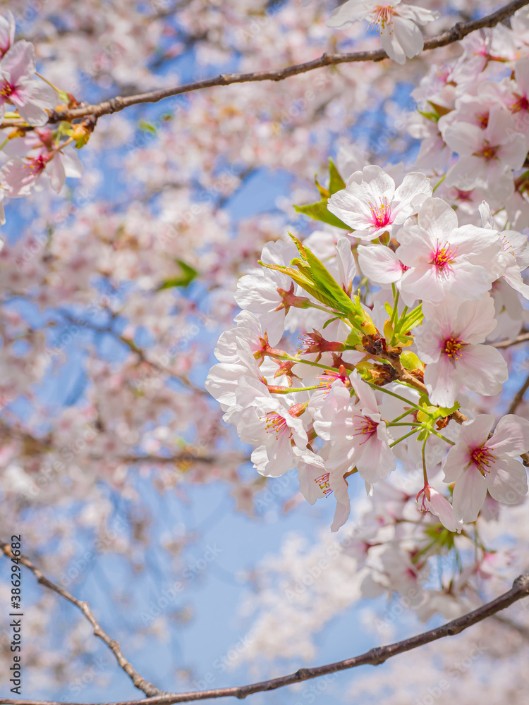【大阪】桜ノ宮にある満開の桜