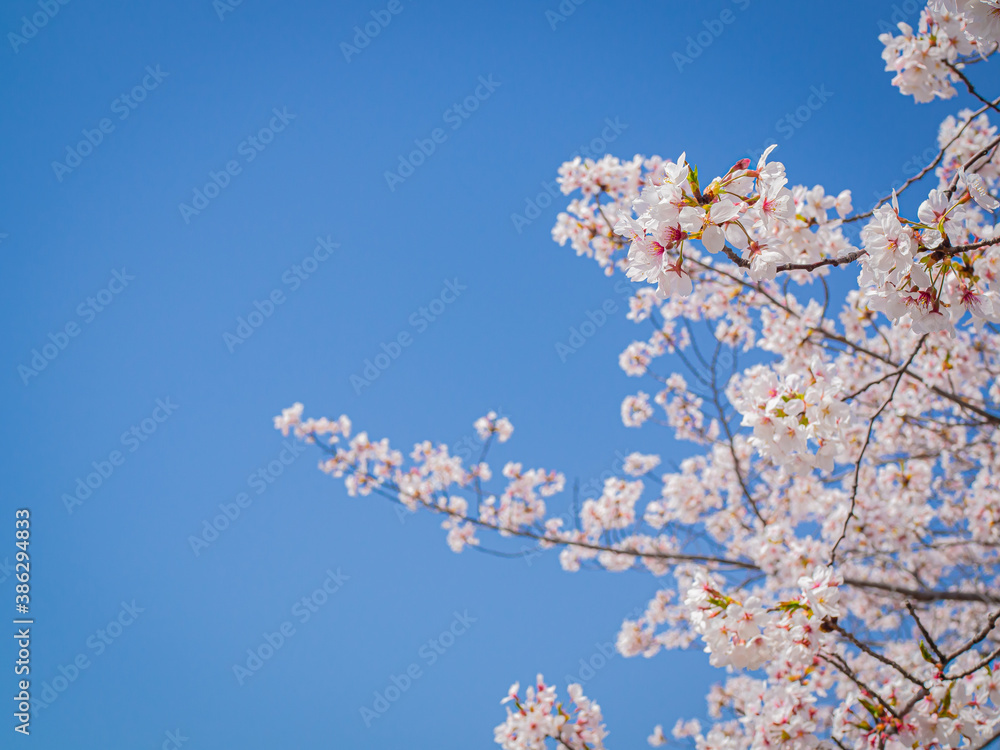 【大阪】桜ノ宮にある満開の桜 【大阪】桜ノ宮にある満開の桜