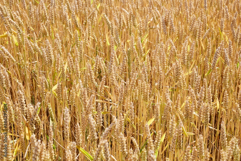 Wheat growing on an agricultural field Wheat growing on an agricultural field