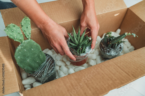 New plants delivery woman opening shipping box from online shopping houseplants. Succulent and cactus plant package.