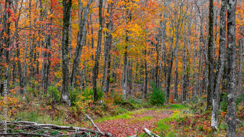 Obraz premium Tall colorful Maple trees in the forest