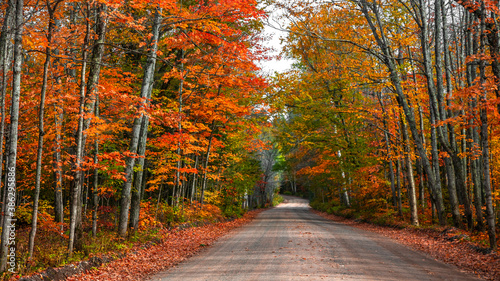 Colorful autumn trees by the forest road in Michigan upper peninsula countryside