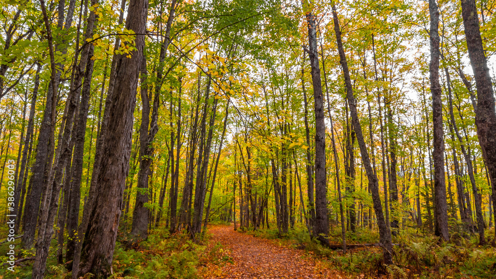 Tall Maple trees along the forest trail Tall Maple trees along the forest trail