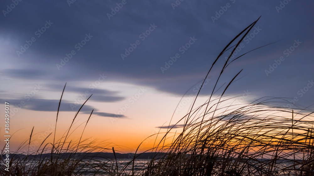 Fototapeta premium Tall grass at the beach against colorful evening sky