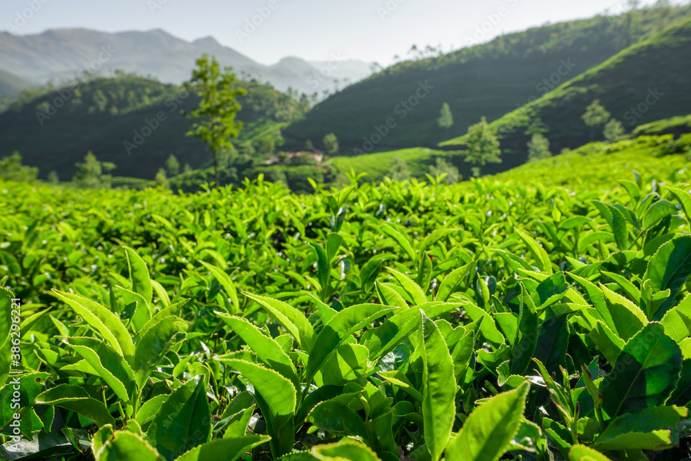 Tea plantations in Munnar, Kerala, India Tea plantations in Munnar, Kerala, India