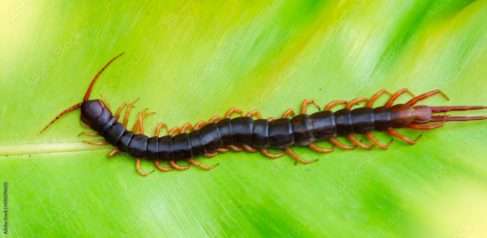Fototapeta premium Centipede is a poisonous animal. It is on a big green leaf, light fair.