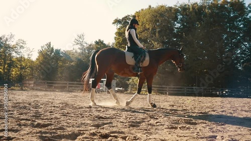 Beautiful bay trakehner horse walks slowly during a sunset in an exterior sand arena with a female rider. photo