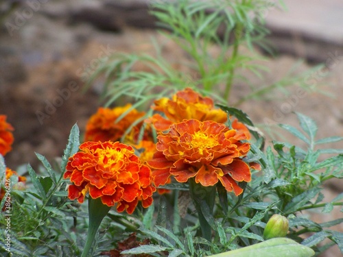Flores de jardin