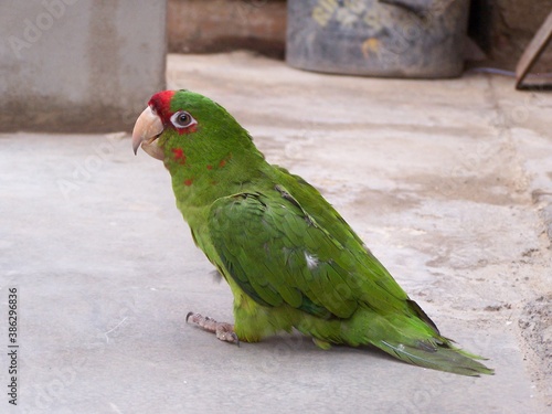 loro en el patio de la casa