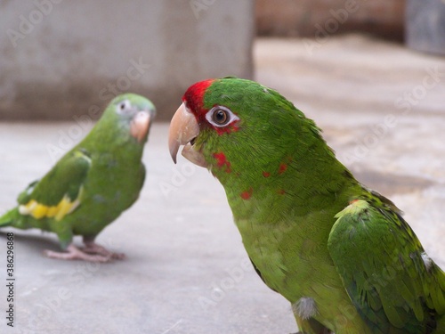 loro en el patio de la casa