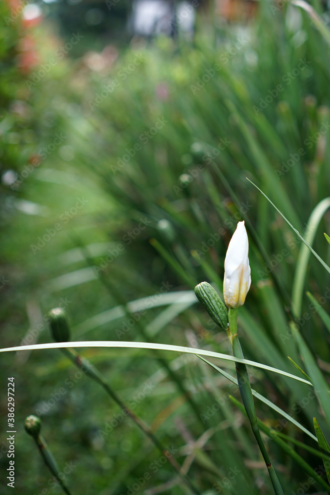 White flower before blooming. White wild flower White flower before blooming. White wild flower
