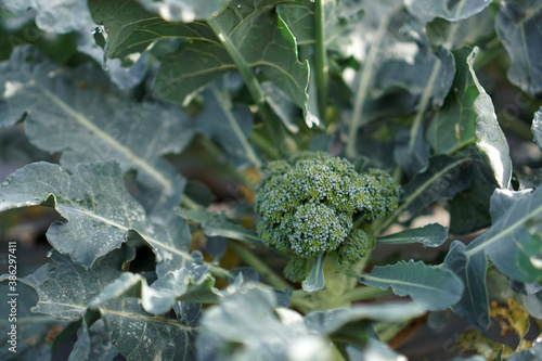 Broccoli plant in organic garden.