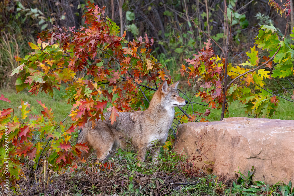 Obraz premium Coyote in the Woods with Autumn Colors