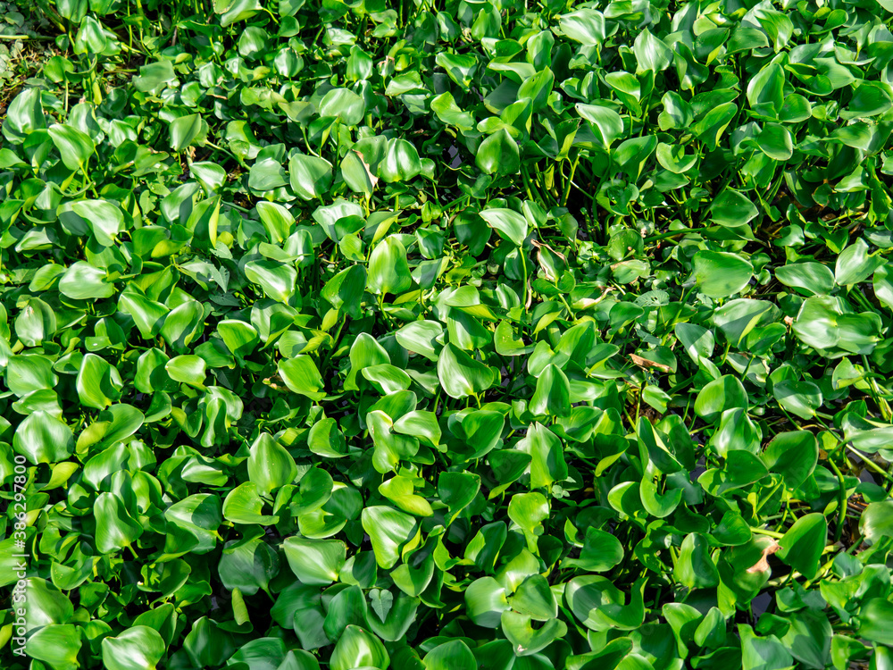 Water hyacinth in the river, Eichhornia crassipes